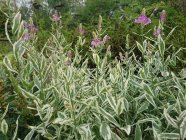 Physostegia virginiana 'Variegata' Virgiinia tonditupik